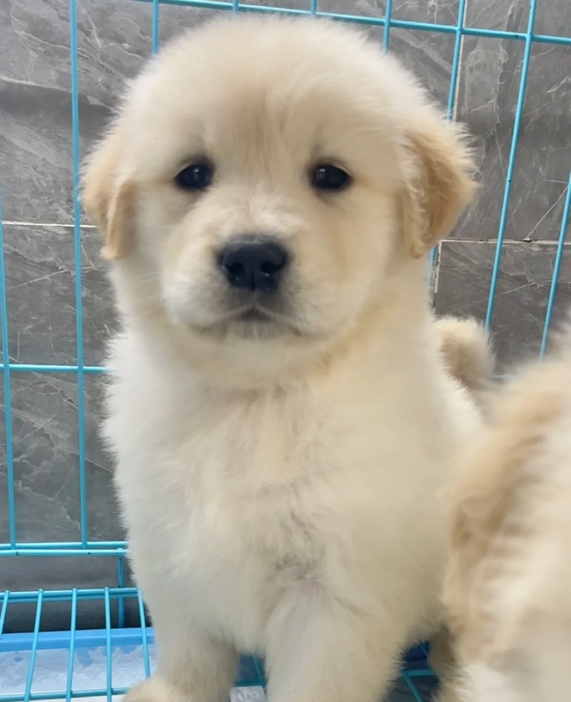 金毛是一种广受欢迎的犬种，以其友好、温顺的性格而著称